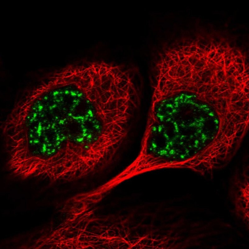 PYROXD1 Antibody - BSA Free Immunocytochemistry/ Immunofluorescence: PYROXD1 Antibody [NBP2-38404]