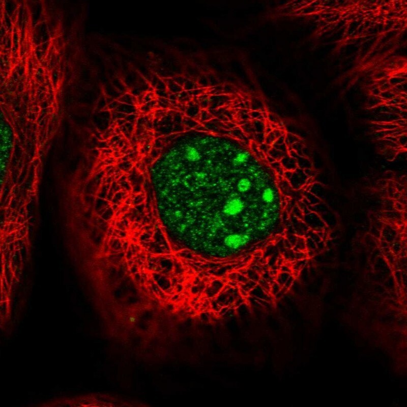 WDR74 Antibody - BSA Free Immunocytochemistry/ Immunofluorescence: WDR74 Antibody [NBP2-38411]