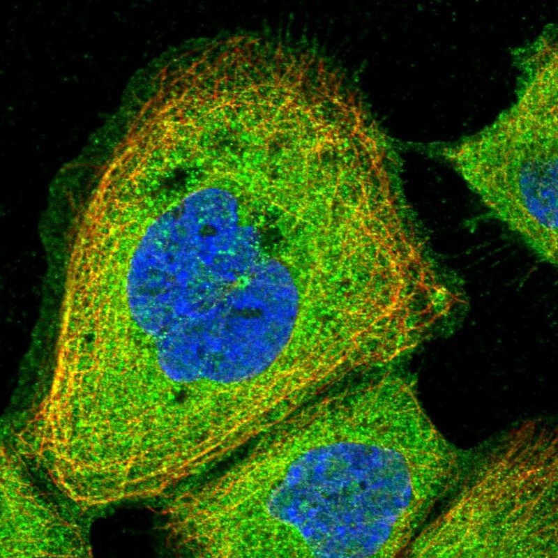 CEP295 Antibody - BSA Free Immunocytochemistry/ Immunofluorescence: CEP295 Antibody [NBP2-38419]