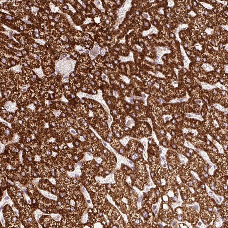 ISCU Antibody - BSA Free Immunohistochemistry-Paraffin: ISCU Antibody [NBP2-38420]