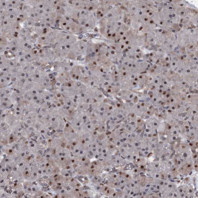 MYG1 Antibody - BSA Free Immunohistochemistry-Paraffin: MYG1 Antibody [NBP2-38422]