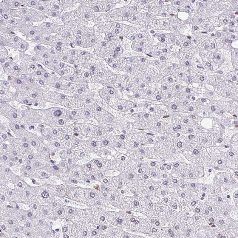 BANF1 Antibody - BSA Free Immunohistochemistry-Paraffin: BANF1 Antibody [NBP2-38442]