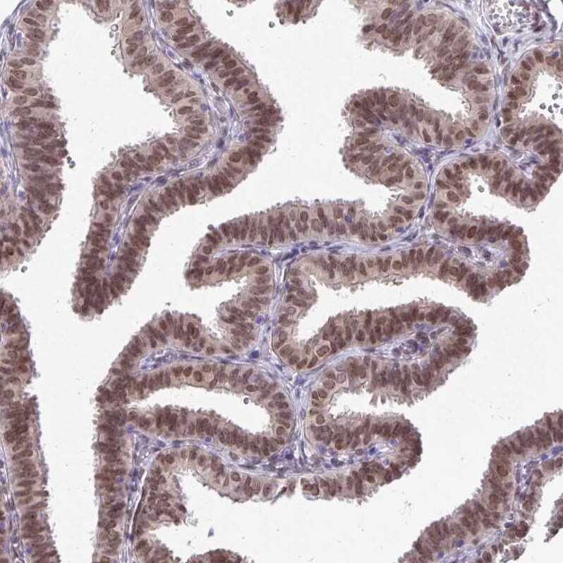 BANF1 Antibody - BSA Free Immunohistochemistry-Paraffin: BANF1 Antibody [NBP2-38442]