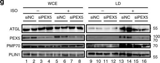 PEX5 Antibody