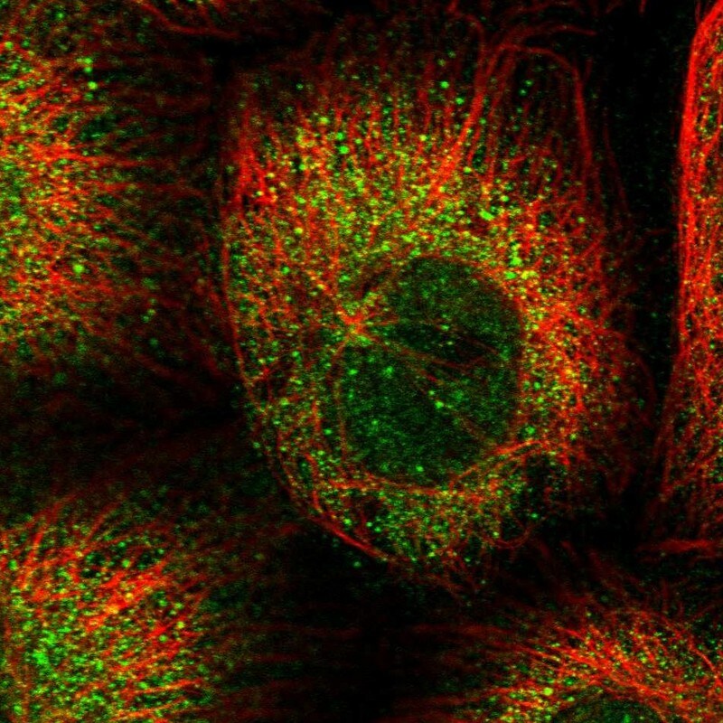 CEP89 Antibody - BSA Free Immunocytochemistry/ Immunofluorescence: CEP89 Antibody - BSA Free [NBP2-38446]