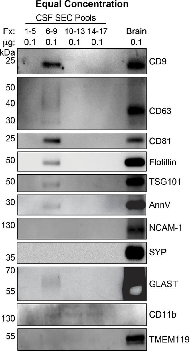NCAM-1/CD56 Antibody - BSA Free