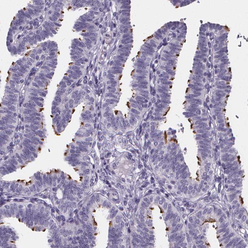 Sperm Flagellar 2 Antibody - BSA Free Immunohistochemistry-Paraffin: Sperm Flagellar 2 Antibody [NBP2-38461]