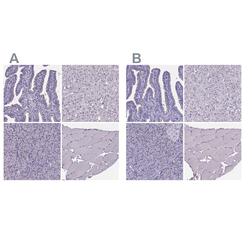 Sperm Flagellar 2 Antibody - BSA Free Immunohistochemistry-Paraffin: Sperm Flagellar 2 Antibody [NBP2-38461]