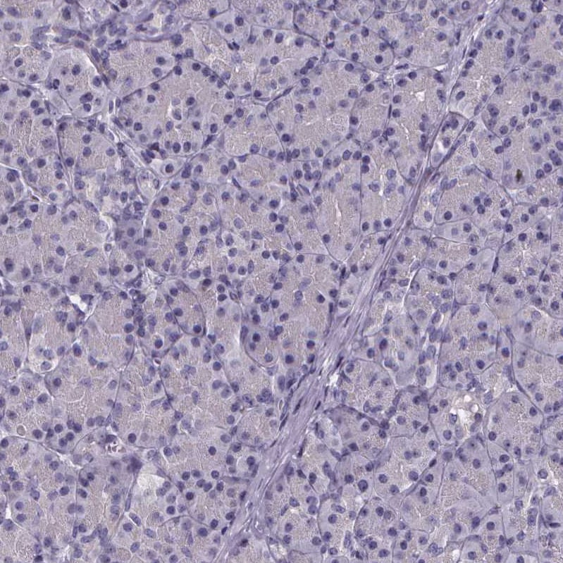 Sperm Flagellar 2 Antibody - BSA Free Immunohistochemistry-Paraffin: Sperm Flagellar 2 Antibody [NBP2-38461]