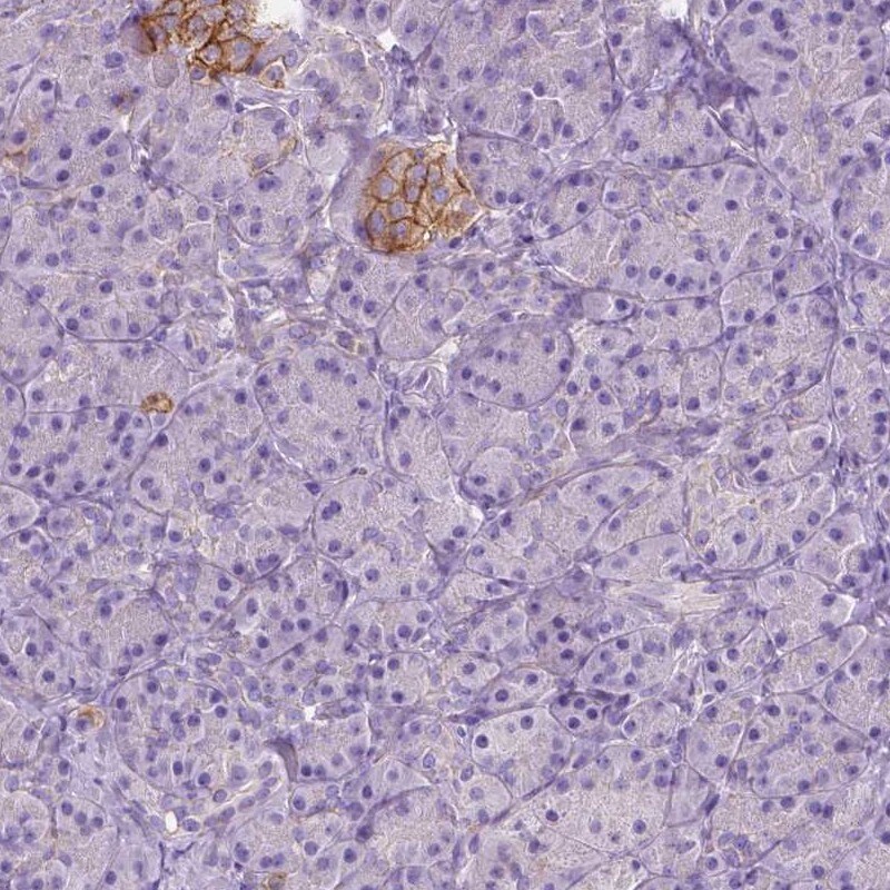 GO Protein alpha Antibody - BSA Free Immunohistochemistry-Paraffin: GO Protein alpha Antibody [NBP2-38477]