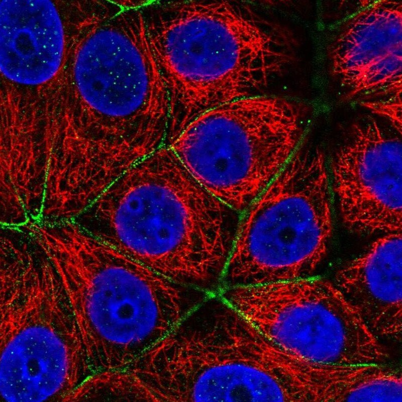 PARD6A Antibody - BSA Free Immunocytochemistry/ Immunofluorescence: PARD6A Antibody [NBP2-38487]