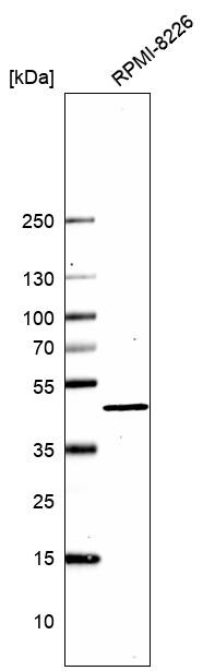 CXCR3 Antibody - BSA Free Western Blot: CXCR3 Antibody - BSA Free [NBP2-38547]