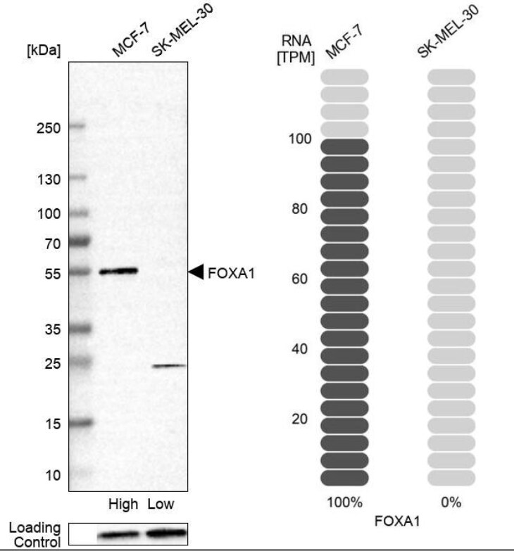 HNF-3 alpha/FoxA1 Antibody - BSA Free