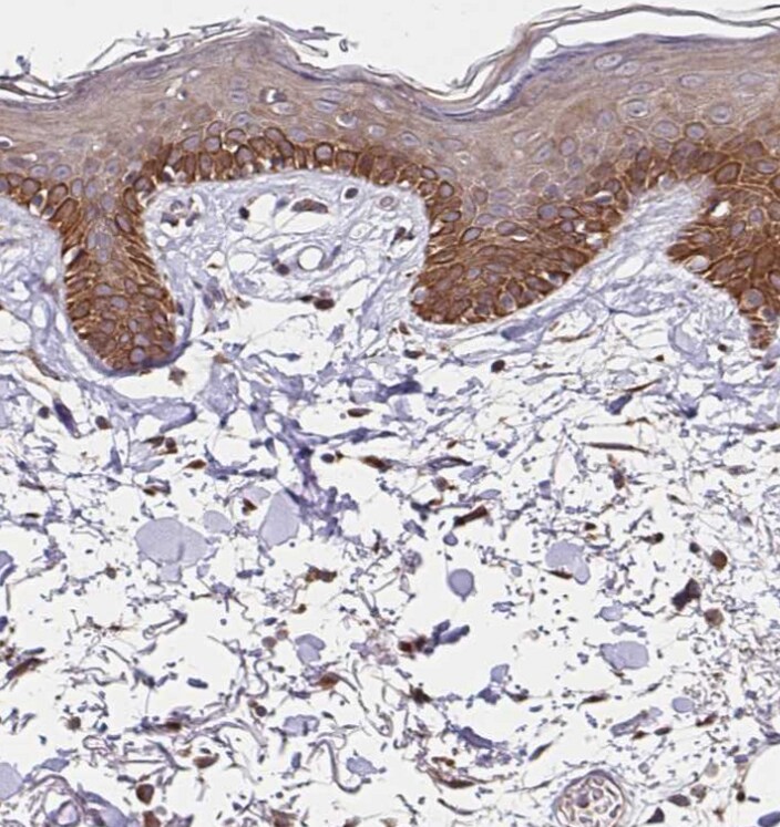 ZW10 Antibody - BSA Free