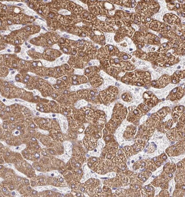 ZW10 Antibody - BSA Free