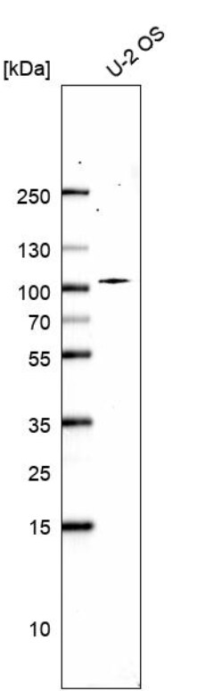 ZW10 Antibody - BSA Free