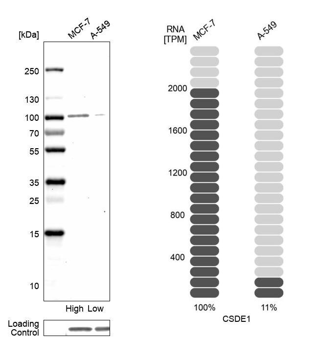 CSDE1 Antibody - BSA Free Western Blot: CSDE1 Antibody - BSA Free [NBP2-38665]