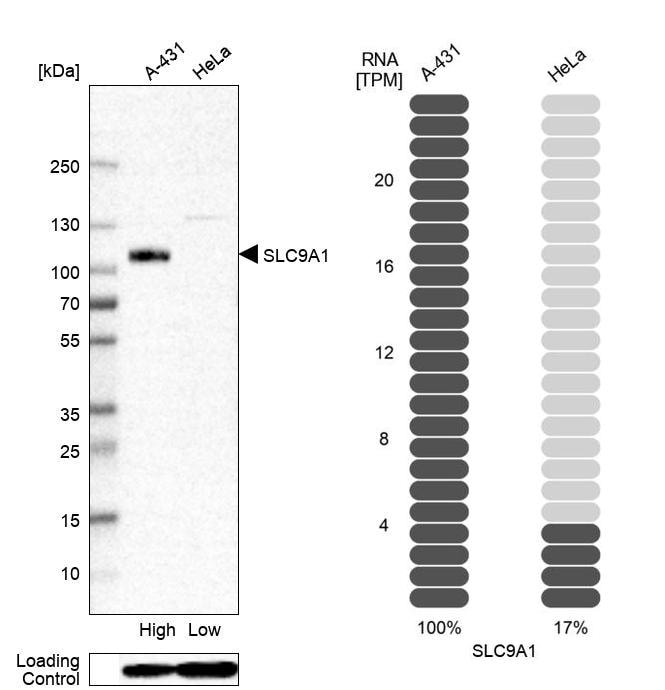 NHE1/SLC9A1 Antibody - BSA Free Western Blot: NHE1/SLC9A1 Antibody - BSA Free [NBP2-38683]