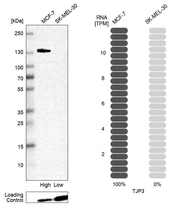 TJP3 Antibody - BSA Free Western Blot: TJP3 Antibody - BSA Free [NBP2-38696]