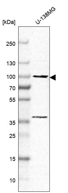 N-Cadherin Antibody - BSA Free Western Blot: N-Cadherin Antibody - BSA Free [NBP2-38856]