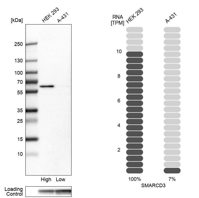 SMARCD3 Antibody Western Blot: SMARCD3 Antibody [SMARCD3 Antibody]