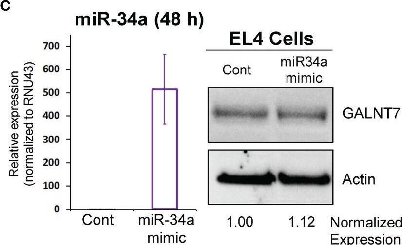 Polypeptide GalNac Transferase 7/GALNT7 Antibody - BSA Free