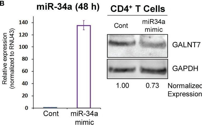 Polypeptide GalNac Transferase 7/GALNT7 Antibody - BSA Free