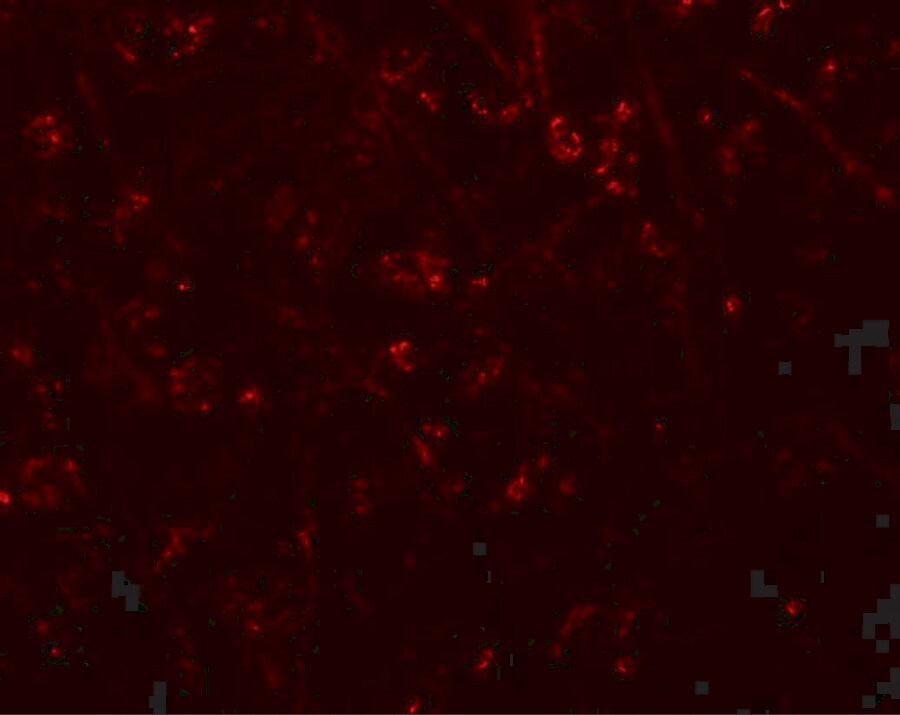 Synaptopodin Antibody - BSA Free