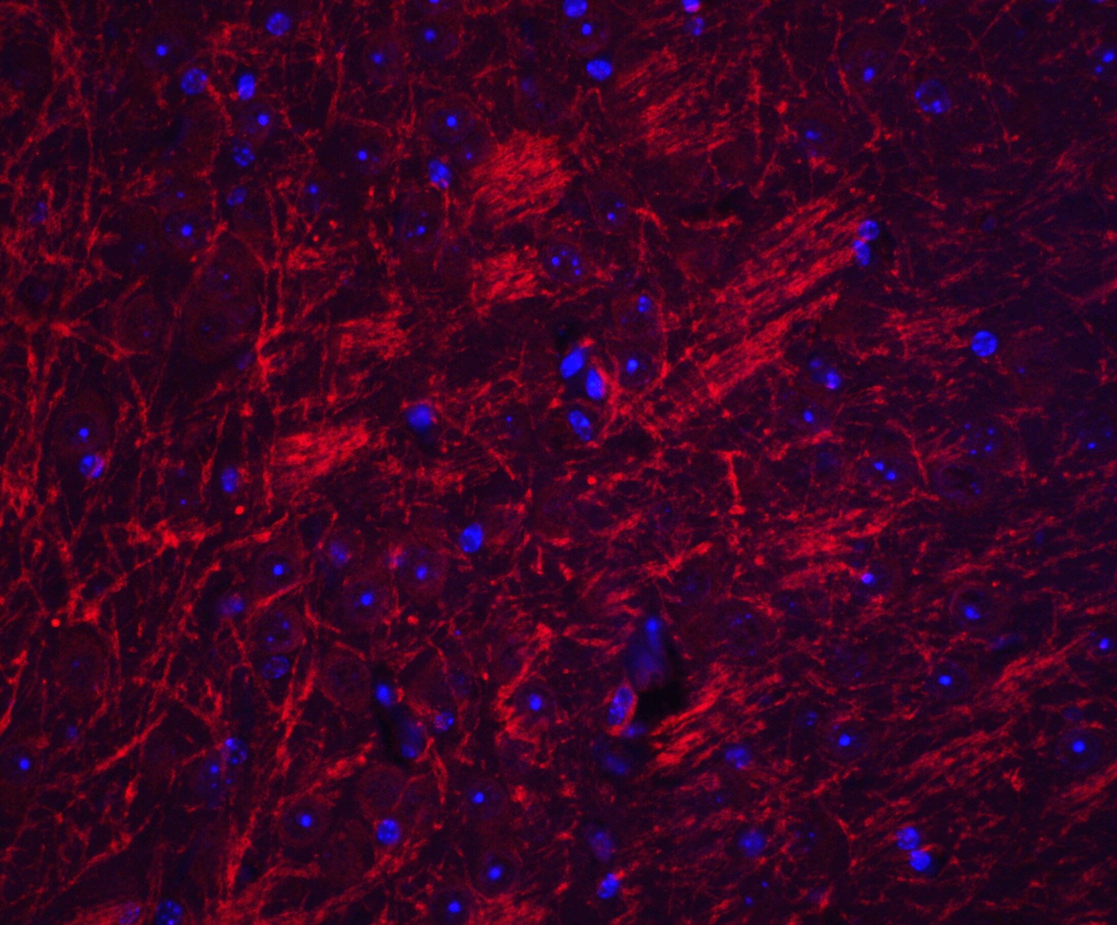 Synaptopodin Antibody - BSA Free