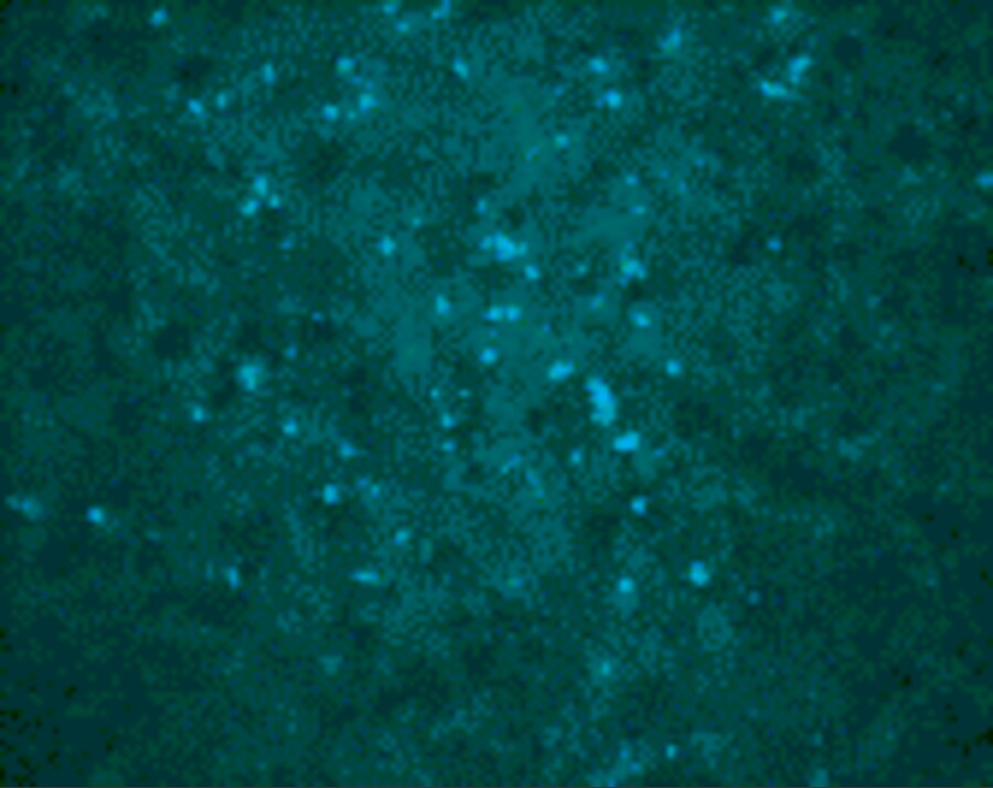 West Nile Virus C Protein Antibody - BSA Free