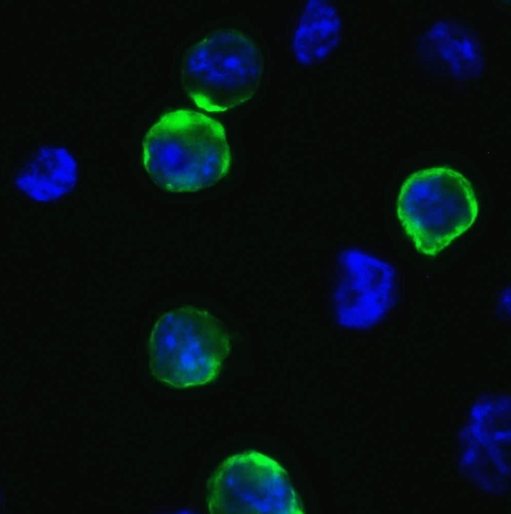 SARS-CoV-2 Spike Antibody - BSA Free
