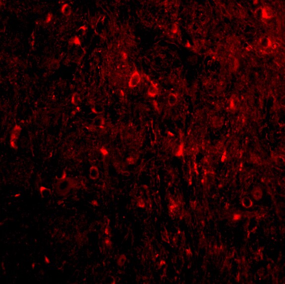 Nogo-A Antibody - BSA Free