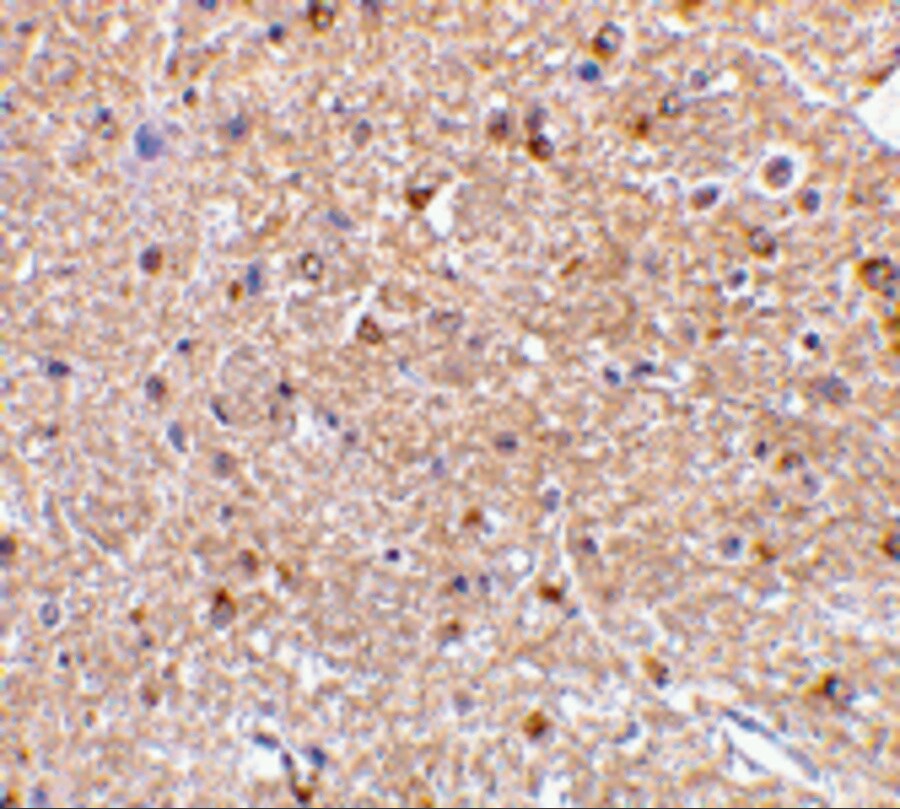 Nogo-A Antibody - BSA Free