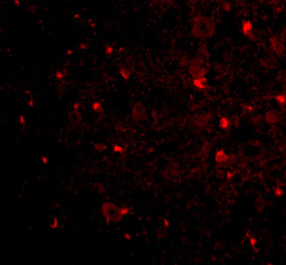 Nogo-A Antibody - BSA Free