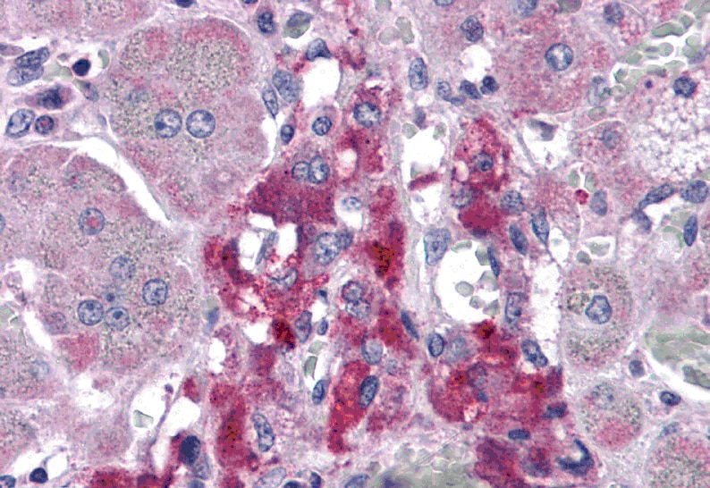 RIMS2 Antibody - BSA Free