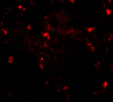 RGPD5 Antibody - BSA Free