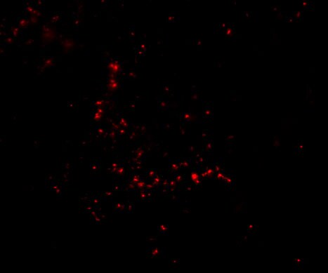 TRIM30 Antibody - BSA Free