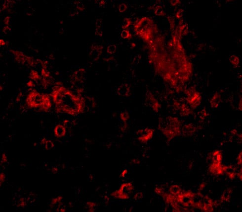 TRIM30 Antibody - BSA Free