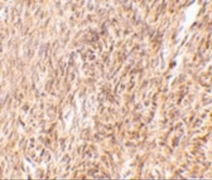 TRIM30 Antibody - BSA Free