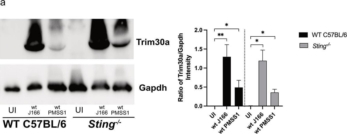TRIM30 Antibody - BSA Free