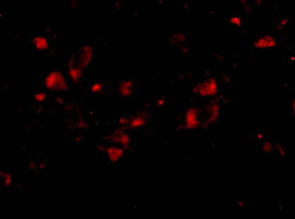JPH4 Antibody - BSA Free