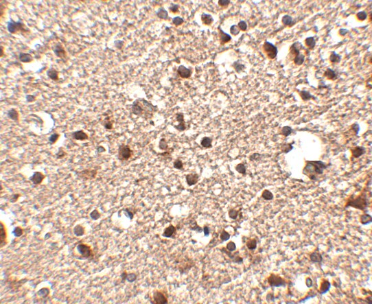 JPH4 Antibody - BSA Free