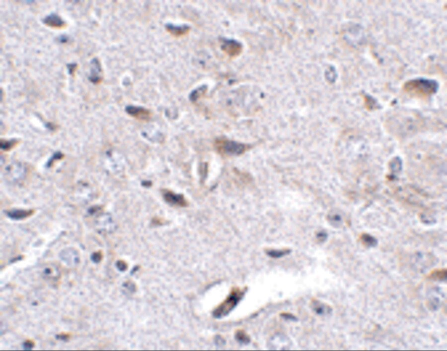 SALM4/LRFN3 Antibody - BSA Free