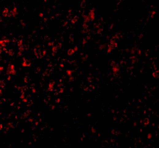 GPR3 Antibody - BSA Free