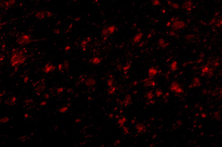 Melanocortin-4 R Antibody - BSA Free