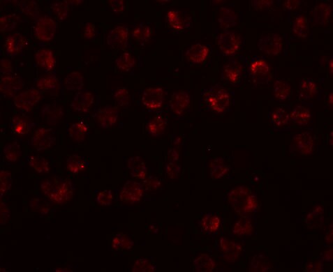 NDUFAF2 Antibody - BSA Free