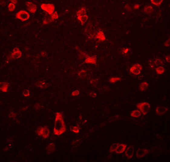 FAM59B Antibody - BSA Free