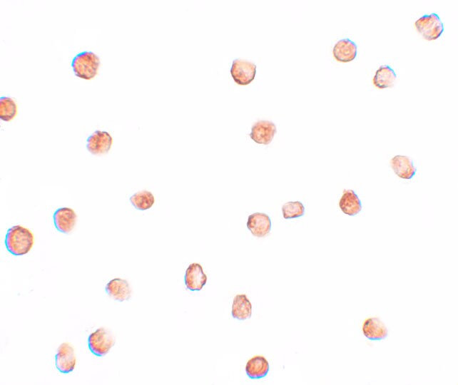 FAM82A Antibody - BSA Free
