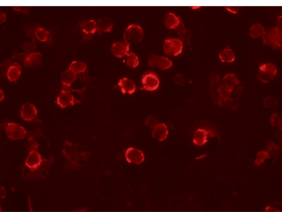 FAM82A Antibody - BSA Free