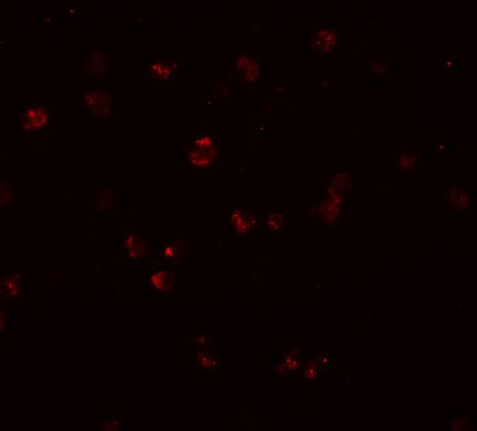 NLRC3 Antibody - BSA Free